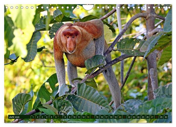 Produktbild: Borneo - Tierparadies Regenwald (Wandkalender 2026 DIN A4 quer), CALVENDO Monatskalender