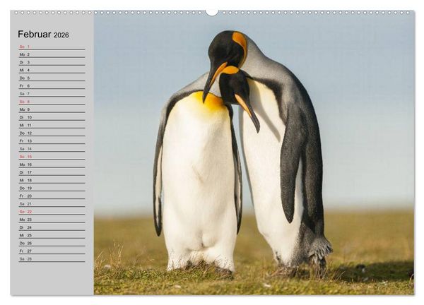 Produktbild: Pinguine - Watscheln im festlichen Kleid (hochwertiger Premium Wandkalender 2026 DIN A2 quer), Kunstdruck in Hochglanz