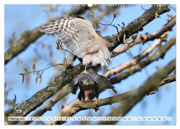 Produktbild: Spitze Krallen und scharfer Blick - Verhalten Sperber (hochwertiger Premium Wandkalender 2026 DIN A2 quer), Kunstdruck in Hochglanz