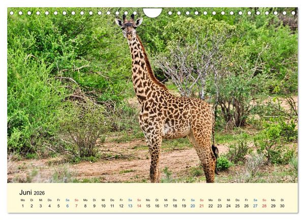 Produktbild: Giraffen, die Sch&ouml;nen der Savanne (Wandkalender 2026 DIN A4 quer), CALVENDO Monatskalender
