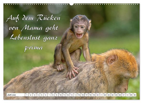 Produktbild: Tierbabies - Spruchkalender (Wandkalender 2026 DIN A2 quer), CALVENDO Monatskalender