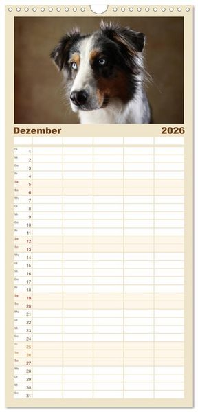 Produktbild: Familienplaner 2026 - Charmante Australian Shepherds mit 5 Spalten (Wandkalender, 21 x 45 cm) CALVENDO