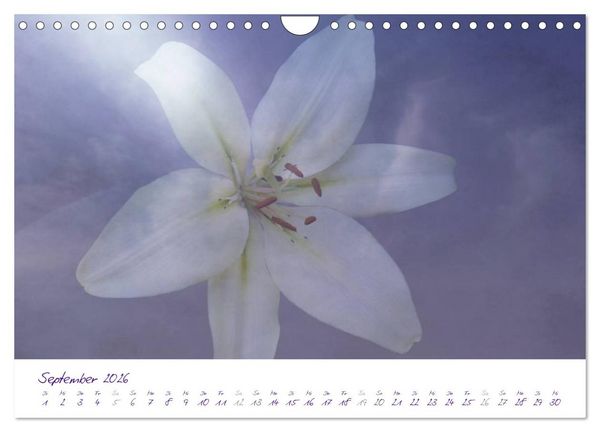 Produktbild: Lila Bl&uuml;ten (Wandkalender 2026 DIN A4 quer), CALVENDO Monatskalender