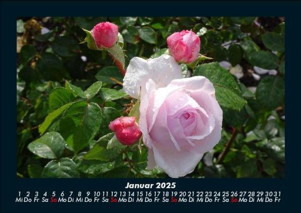 Produktbild: Rosentraum 2025 Fotokalender DIN A5