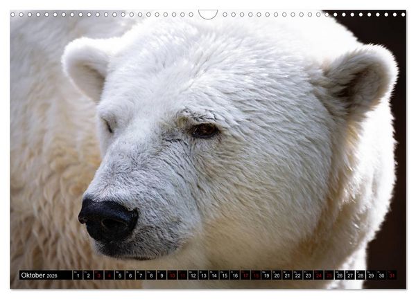 Produktbild: Wild Animals - Wilde Tiere (Wandkalender 2026 DIN A3 quer), CALVENDO Monatskalender