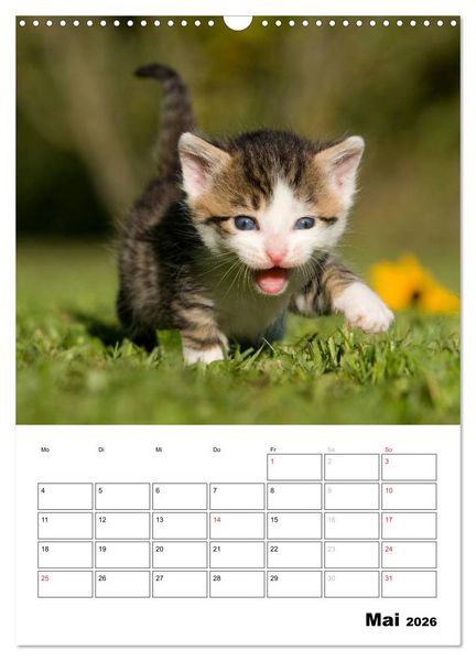 Produktbild: Katzenkinder - Impressionen (Wandkalender 2026 DIN A3 hoch), CALVENDO Monatskalender