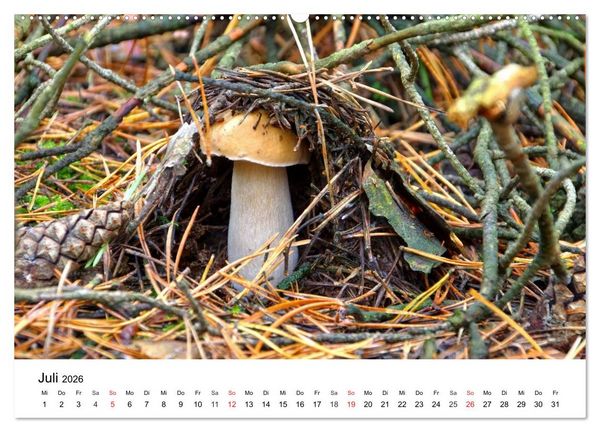 Produktbild: Heimische Pilze (Wandkalender 2026 DIN A2 quer), CALVENDO Monatskalender