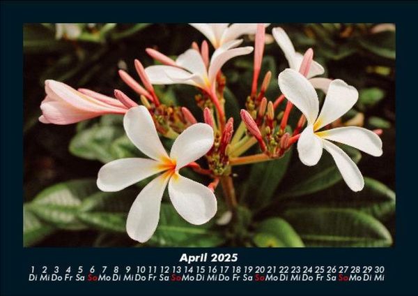 Produktbild: Blumentr&auml;ume 2025 Fotokalender DIN A5