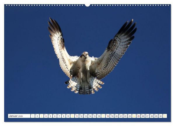 Produktbild: Fischadler - Meister des Sturzfluges (Wandkalender 2026 DIN A2 quer), CALVENDO Monatskalender