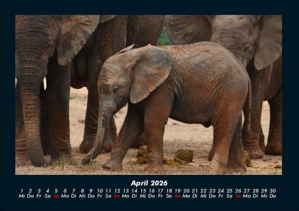 Produktbild: Der Tierkalender 2026 Fotokalender DIN A4
