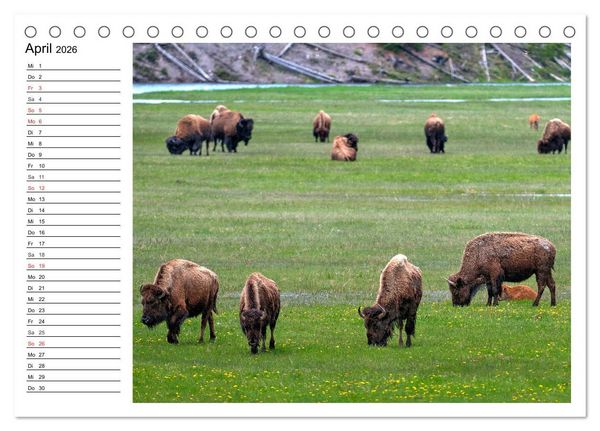 Produktbild: Der nordamerikanische Bison (Tischkalender 2026 DIN A5 quer), CALVENDO Monatskalender