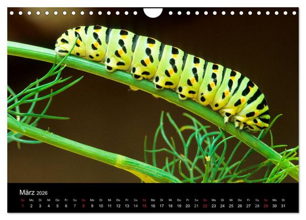 Produktbild: Schmetterlinge (Wandkalender 2026 DIN A4 quer), CALVENDO Monatskalender