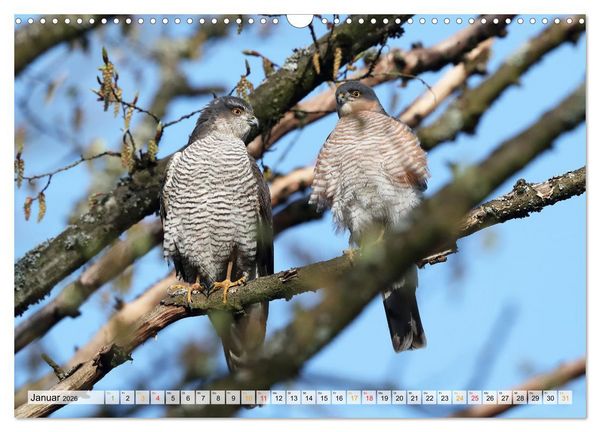 Produktbild: Spitze Krallen und scharfer Blick - Verhalten Sperber (Wandkalender 2026 DIN A3 quer), CALVENDO Monatskalender