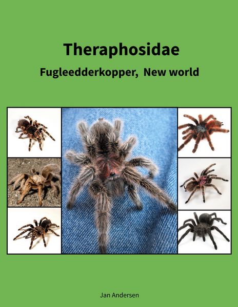 Produktbild: Theraphosidae