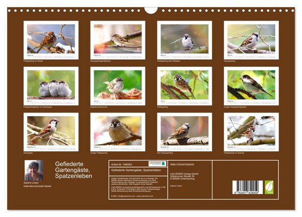 Produktbild: Gefiederte Garteng&auml;ste, Spatzenleben (Wandkalender 2026 DIN A3 quer), CALVENDO Monatskalender