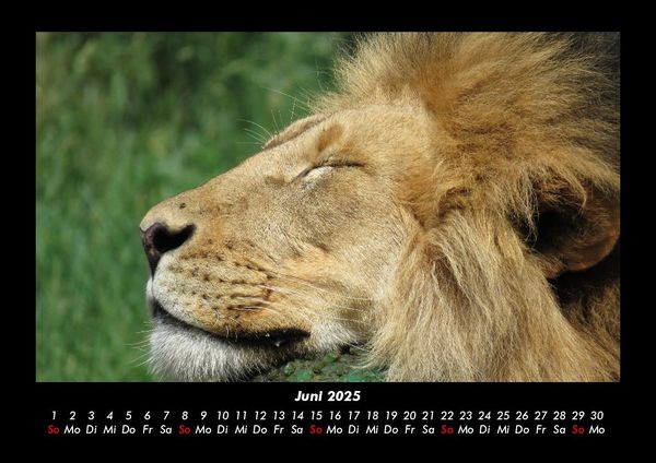 Produktbild: Tiere im Zoo 2025 Fotokalender DIN A3