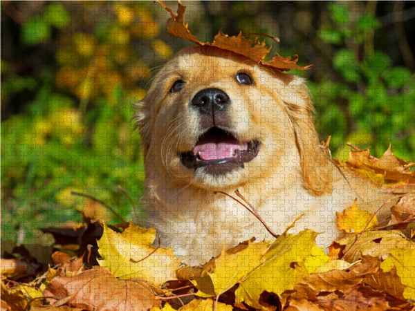 Produktbild: CALVENDO Puzzle Gut beh&uuml;tet | 1000 Teile Lege-Gr&ouml;&szlig;e 64x48cm Foto-Puzzle f&uuml;r gl&uuml;ckliche Stunden