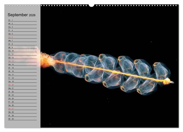 Produktbild: Quallen. Die Welt der Medusen (hochwertiger Premium Wandkalender 2026 DIN A2 quer), Kunstdruck in Hochglanz