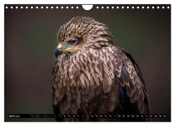 Produktbild: Greifv&ouml;gel und Eulen (Wandkalender 2026 DIN A4 quer), CALVENDO Monatskalender