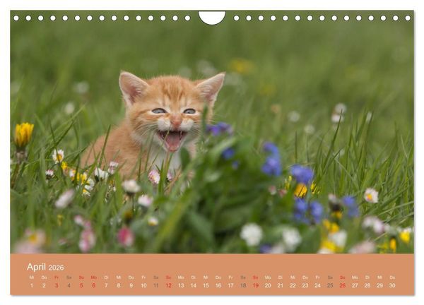 Produktbild: S&uuml;&szlig;e Stubentiger - Katzenkinder (Wandkalender 2026 DIN A4 quer), CALVENDO Monatskalender