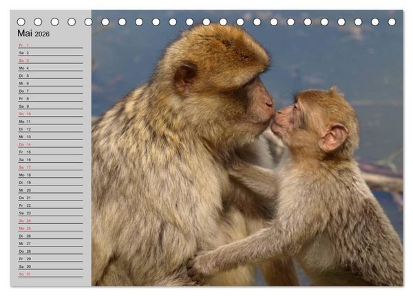 Produktbild: Faszination Affen. Kobolde zum Verlieben (Tischkalender 2026 DIN A5 quer), CALVENDO Monatskalender