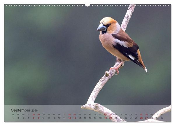 Produktbild: Fantastische Vogelwelt Slowenien (Wandkalender 2026 DIN A2 quer), CALVENDO Monatskalender