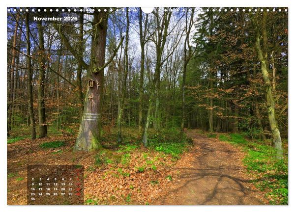 Produktbild: Zauberhafte Waldlandschaften (Wandkalender 2026 DIN A3 quer), CALVENDO Monatskalender