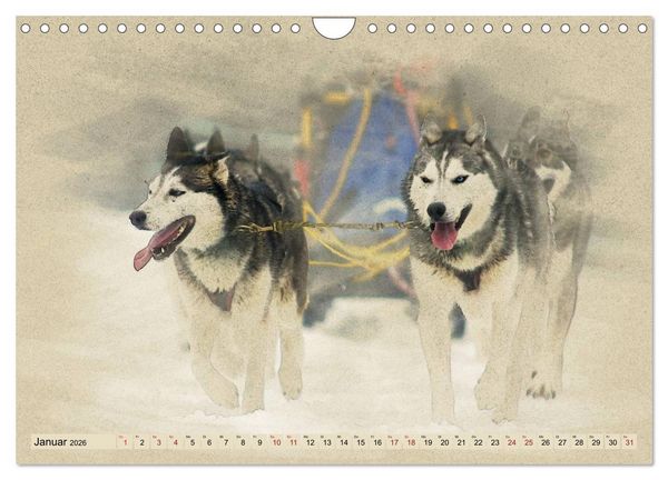Produktbild: Schlittenhunde 2026 (Wandkalender 2026 DIN A4 quer), CALVENDO Monatskalender