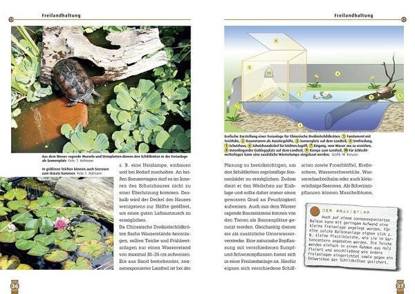 Produktbild: Die Chinesische Dreikielschildkr&ouml;te