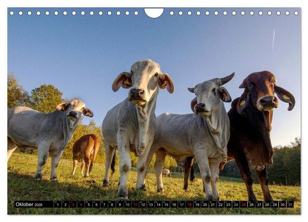 Produktbild: Kuh und Co. (Wandkalender 2026 DIN A4 quer), CALVENDO Monatskalender