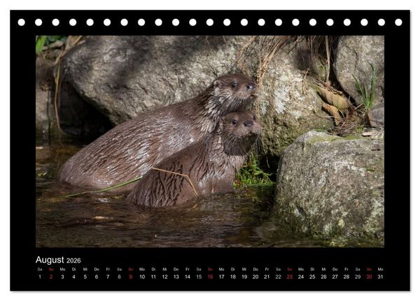 Produktbild: Wolf, Luchs und Co. - Tierbilder aus dem Bayerischen Wald (Tischkalender 2026 DIN A5 quer), CALVENDO Monatskalender