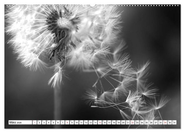 Produktbild: Pusteblumenzauber in schwarzwei&szlig; (Wandkalender 2026 DIN A2 quer), CALVENDO Monatskalender