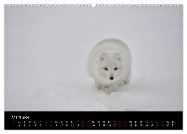 Produktbild: Polarfuchsstudien Wildlife (hochwertiger Premium Wandkalender 2026 DIN A2 quer), Kunstdruck in Hochglanz