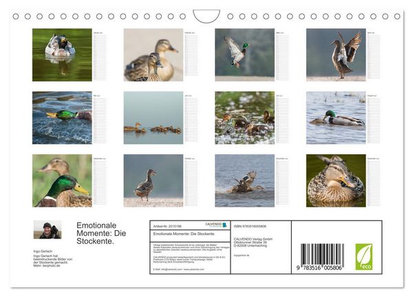 Produktbild: Emotionale Momente: Die Stockente. (Wandkalender 2026 DIN A4 quer), CALVENDO Monatskalender