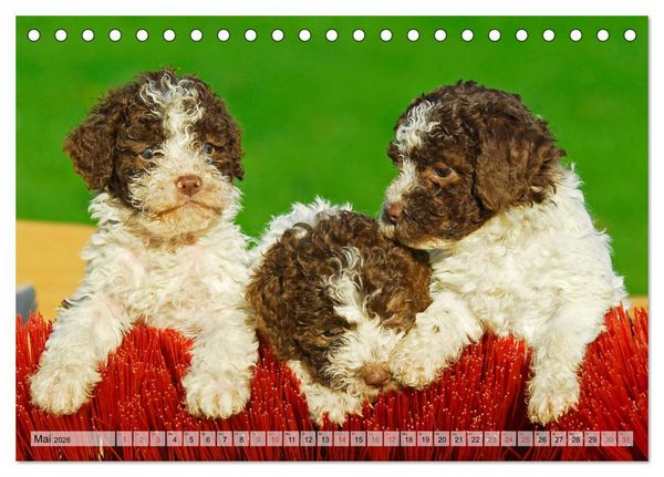 Produktbild: Lagotto Romagnolo - Ein Hund zum Verlieben (Tischkalender 2026 DIN A5 quer), CALVENDO Monatskalender