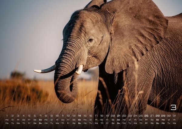 Produktbild: Elefanten - einzigartige Giganten - 2027 - Kalender DIN A3
