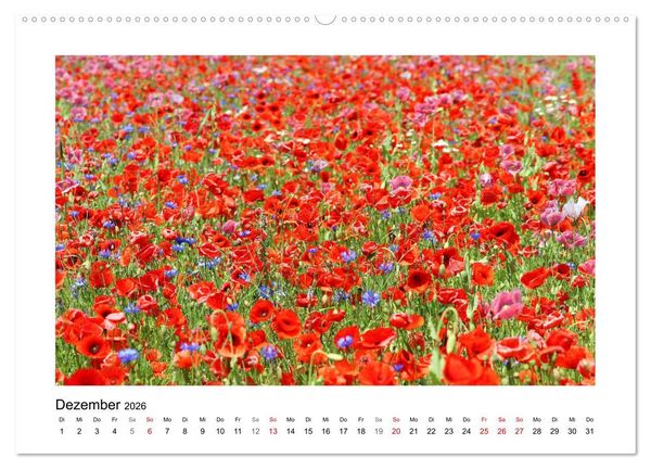 Produktbild: Mohn, zarte Bl&uuml;ten, starke Farben (hochwertiger Premium Wandkalender 2026 DIN A2 quer), Kunstdruck in Hochglanz