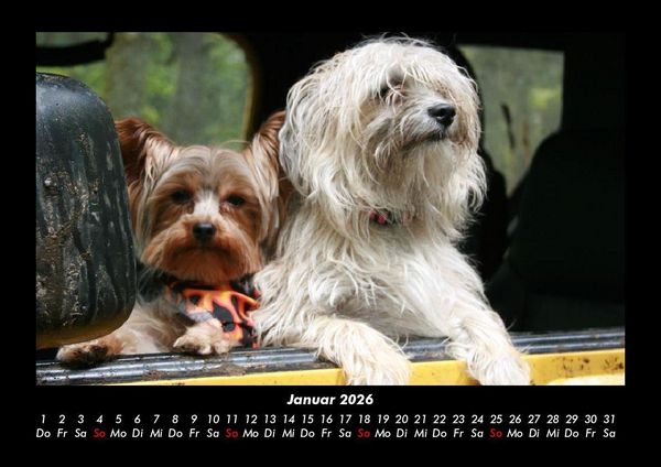 Produktbild: Hunde 2026 Fotokalender DIN A3