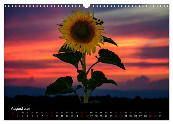 Produktbild: Blumen der Sonne (Wandkalender 2026 DIN A3 quer), CALVENDO Monatskalender