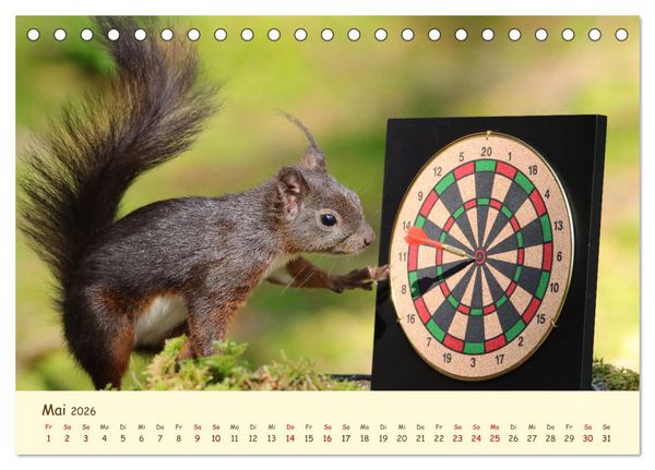 Produktbild: Eichh&ouml;rnchen - zauberhaft verspielt (Tischkalender 2026 DIN A5 quer), CALVENDO Monatskalender