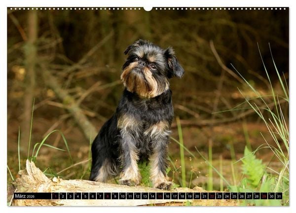 Produktbild: Zwerggriffons 2026 (hochwertiger Premium Wandkalender 2026 DIN A2 quer), Kunstdruck in Hochglanz