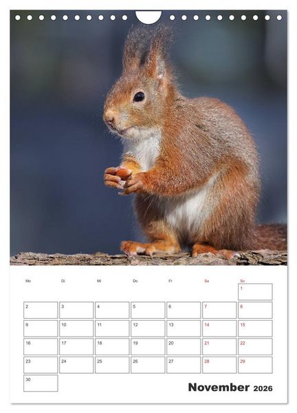 Produktbild: Eichh&ouml;rnchen Luna (Wandkalender 2026 DIN A4 hoch), CALVENDO Monatskalender