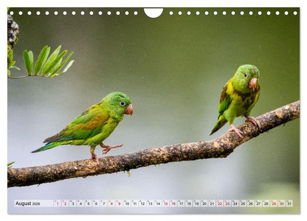 Produktbild: Phantastische Vogelwelt Costa Rica (Wandkalender 2026 DIN A4 quer), CALVENDO Monatskalender