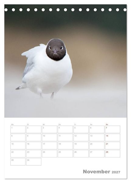 Produktbild: M&ouml;wen - die V&ouml;gel der K&uuml;ste (Tischkalender 2027 DIN A5 hoch), CALVENDO Monatskalender