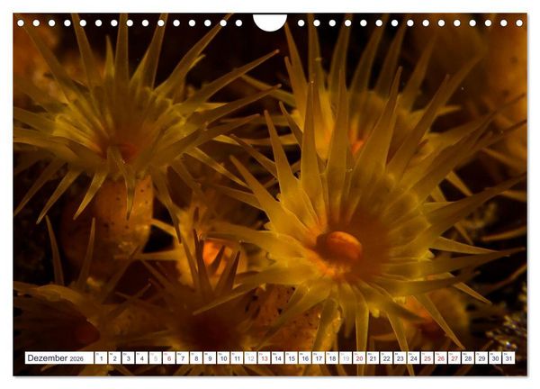 Produktbild: unterwasser makro 2026 (Wandkalender 2026 DIN A4 quer), CALVENDO Monatskalender