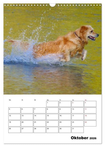 Produktbild: Gl&uuml;cklicher Golden Retriever (Wandkalender 2026 DIN A3 hoch), CALVENDO Monatskalender