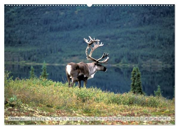Produktbild: Wildes Alaska Christian Heeb (hochwertiger Premium Wandkalender 2026 DIN A2 quer), Kunstdruck in Hochglanz