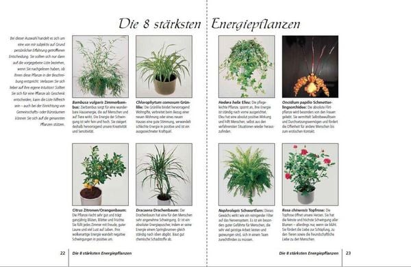 Produktbild: Positive Energie mit Zimmerpflanzen - 86 Energiepflanzen f&uuml;r mehr Kraft, Harmonie und innere Ruhe