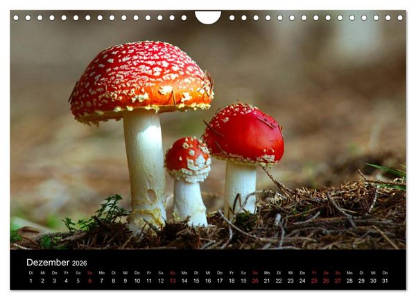 Produktbild: Pilze (Wandkalender 2026 DIN A4 quer), CALVENDO Monatskalender