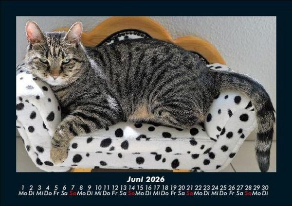 Produktbild: F&uuml;r Katzenfreunde 2026 Fotokalender DIN A5